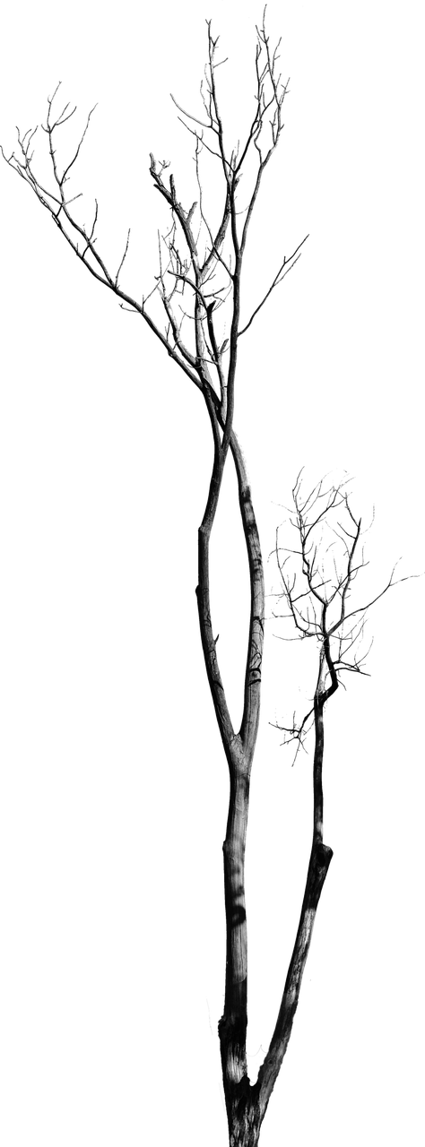 Bare Tree Against Sky