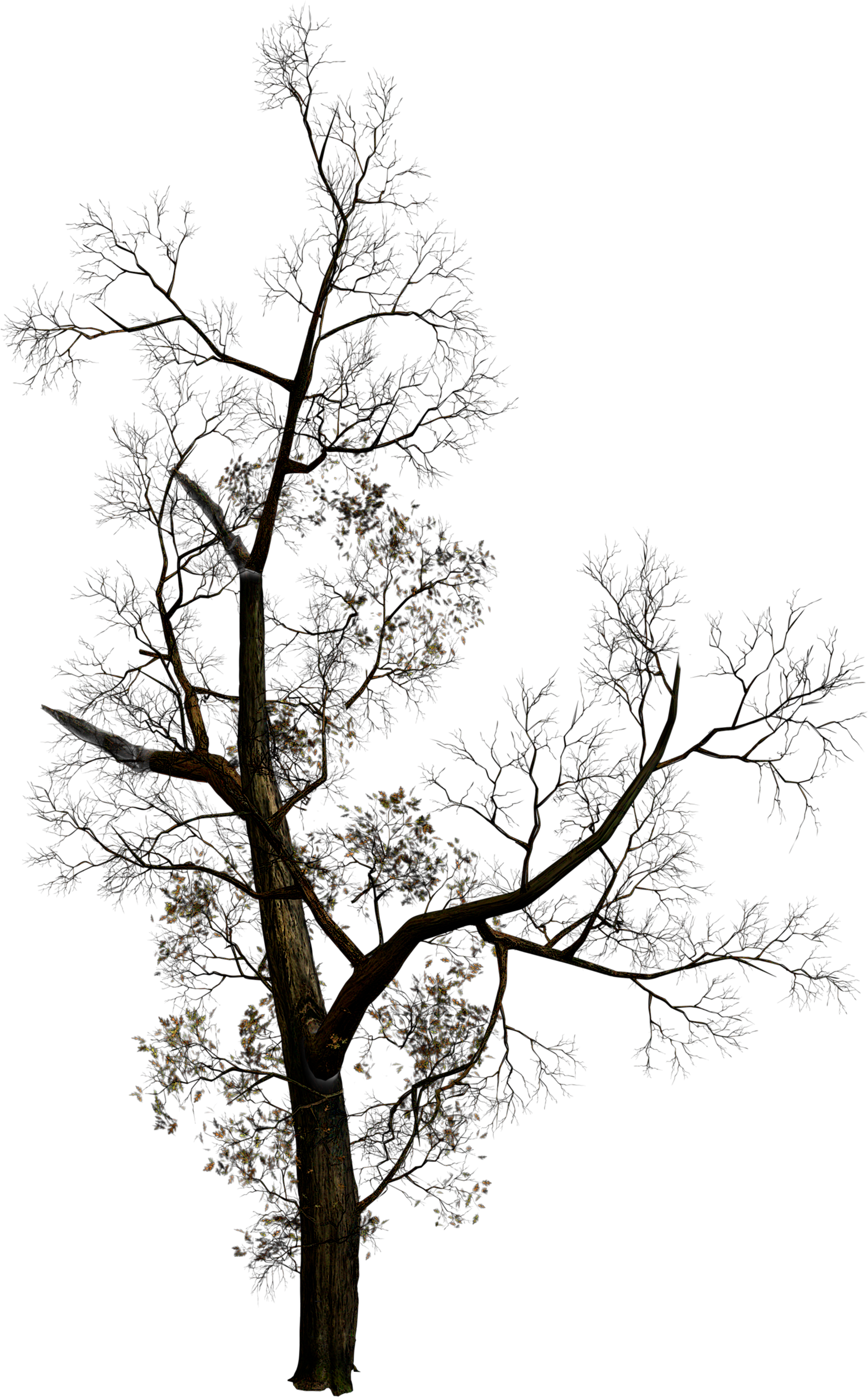 Bare Tree Silhouette Against Sky