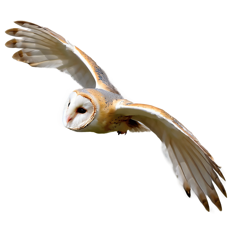 Barn Owl Gliding Png Etv