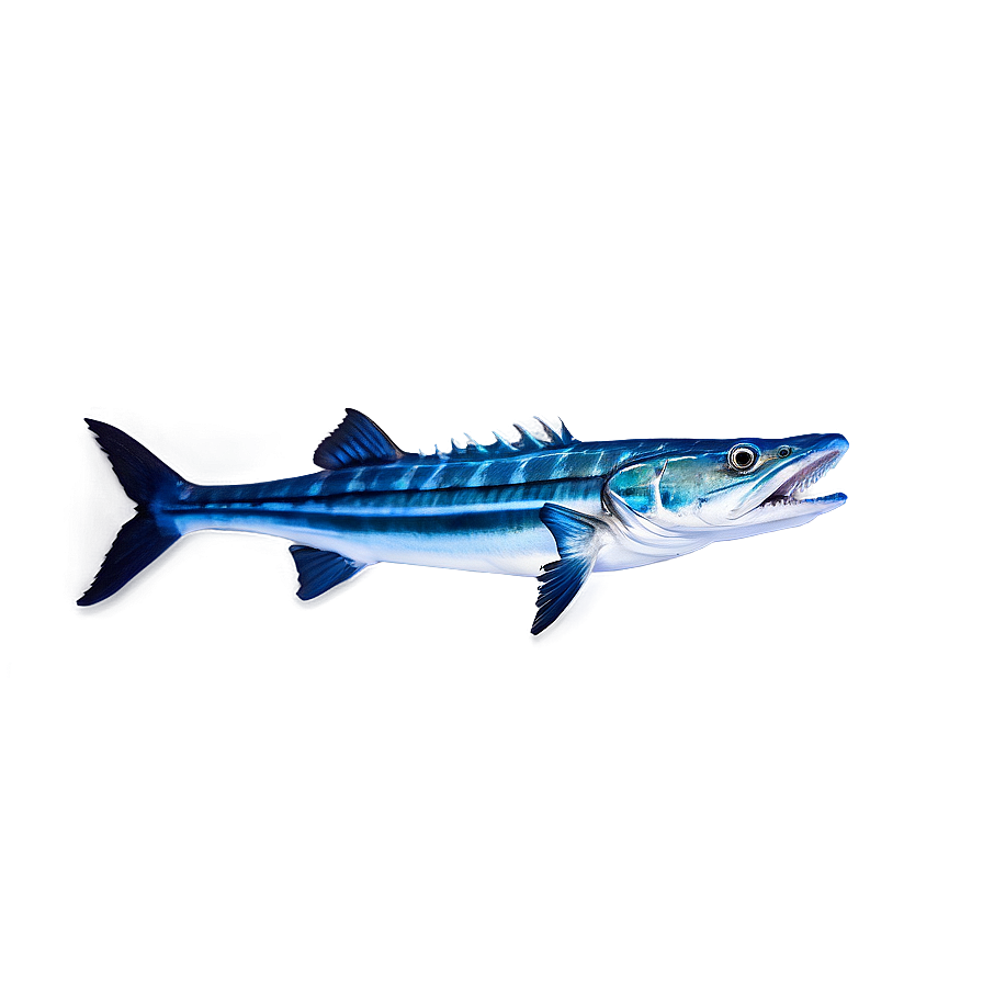 Barracuda Swimming Png 9