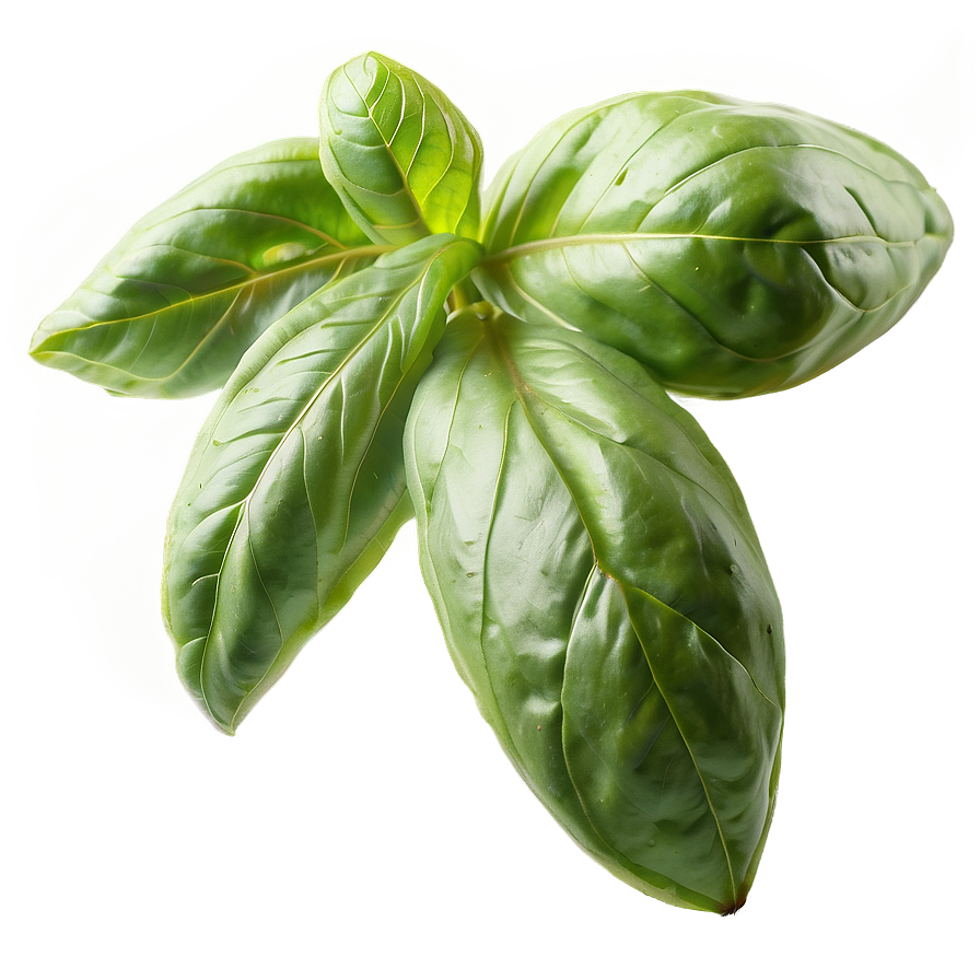 Basil Culinary Use Png 49