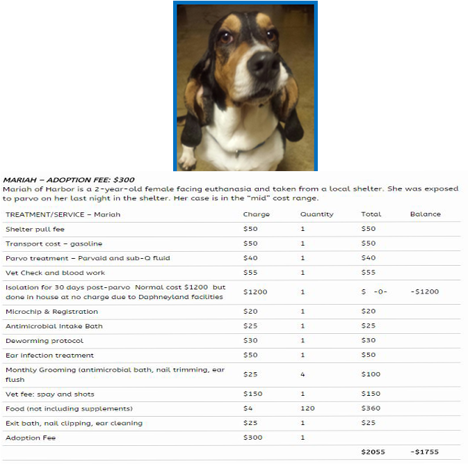 Basset Hound Adoption Feeand Care Details