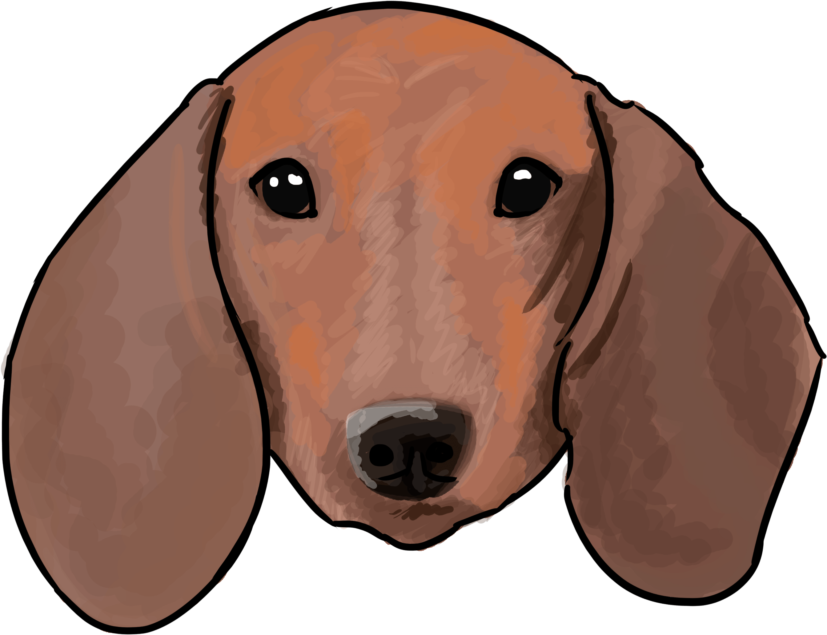 Basset Hound Portrait