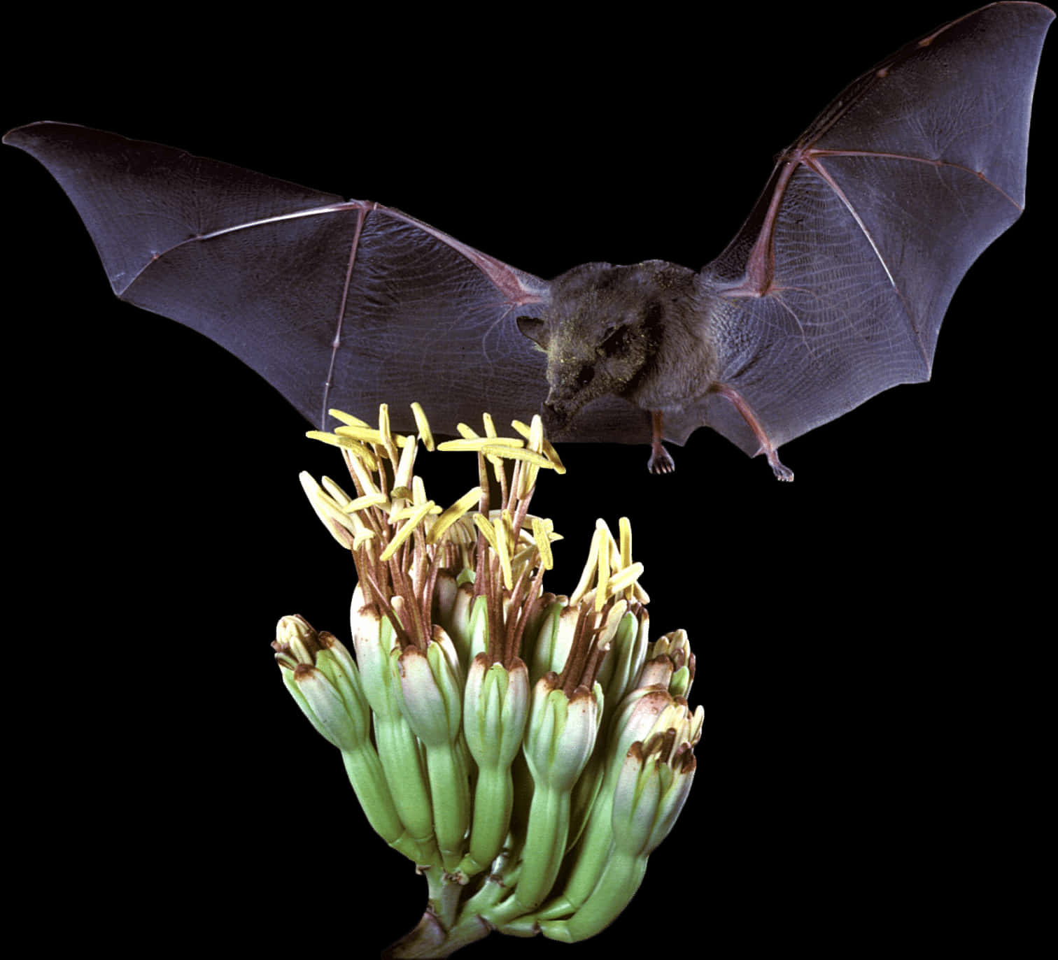 Bat_ Feeding_on_ Banana_ Blossom