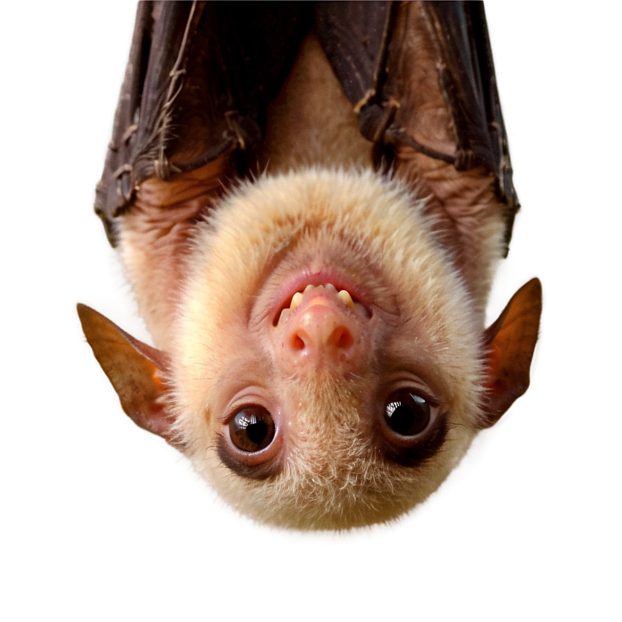 Bats Hanging Upside Down Png Wxl