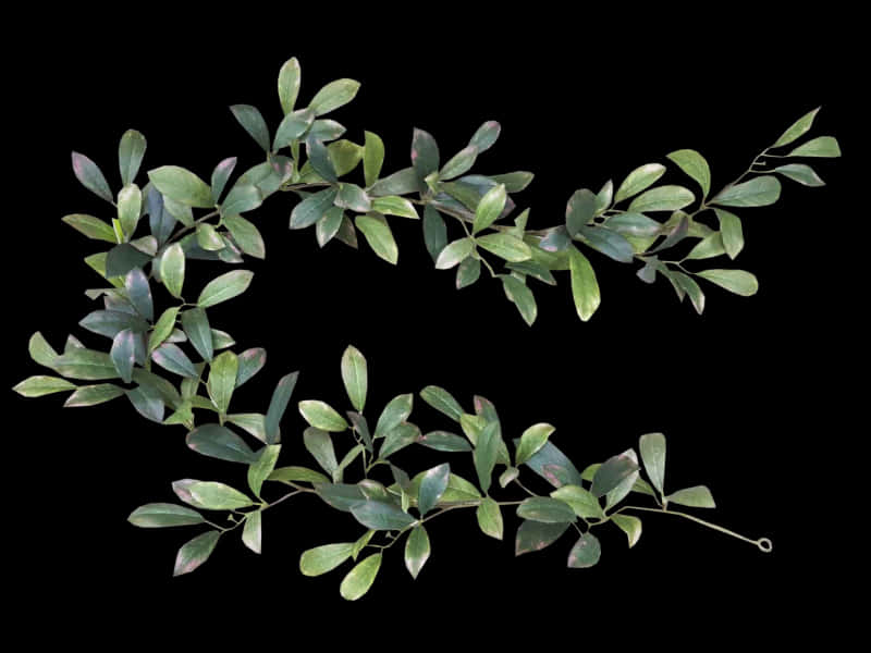 Bayleaf Garlandon Black Background