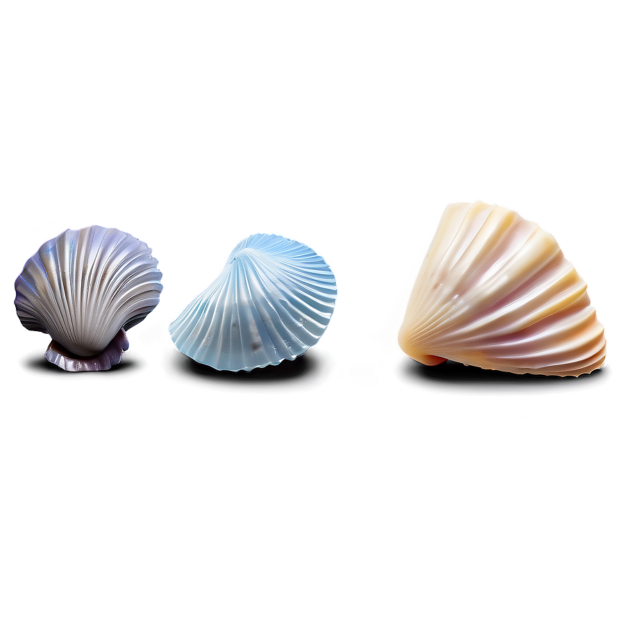 Beach Sea Shells Collection Png 06132024