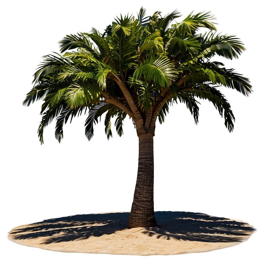 Beachside Tree Shadow Png 36