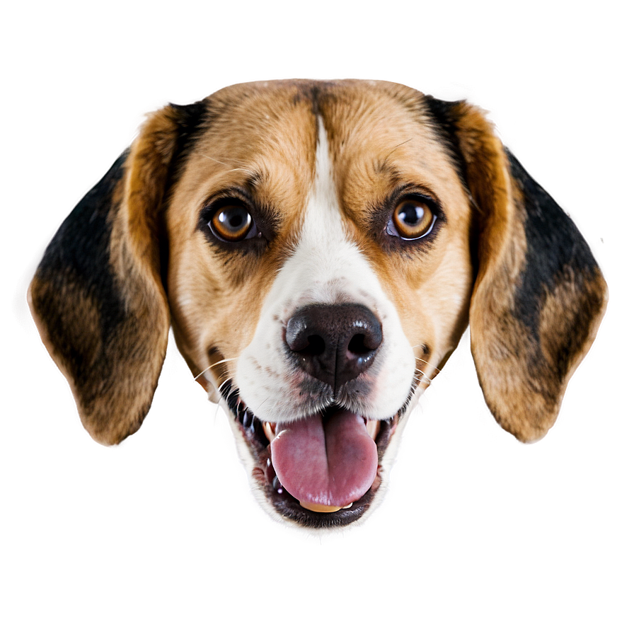 Beagle Dog Head Png Wtf99