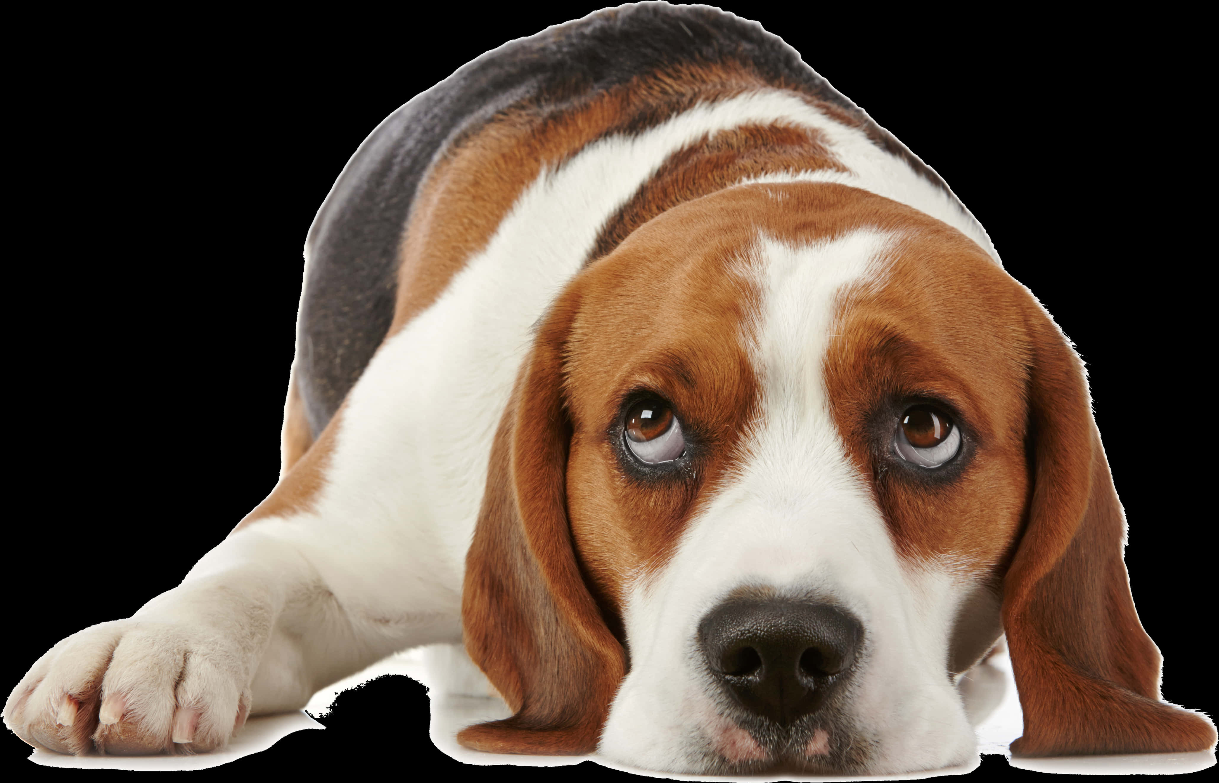 Beagle Dog Lying Down Black Background.jpg