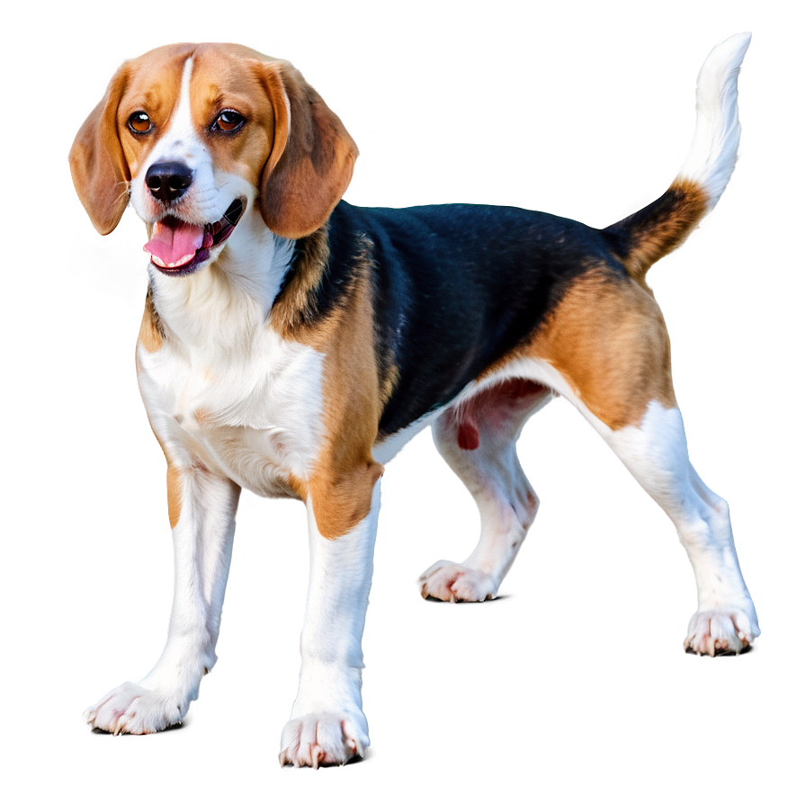 Beagle Png Iwr