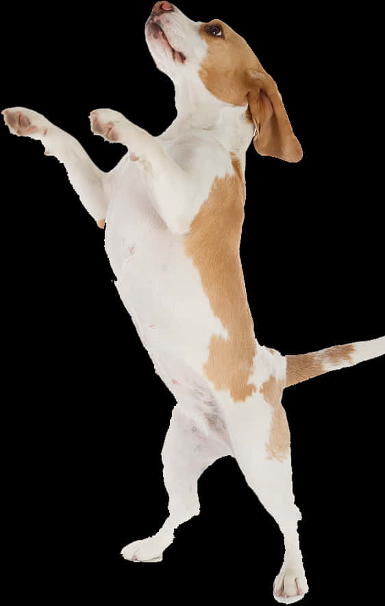 Beagle Standingon Hind Legs