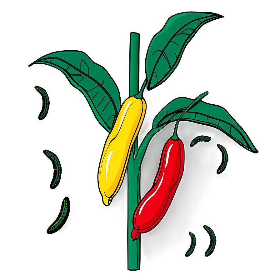 Bean Plant Clipart Png 06272024