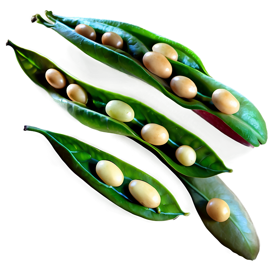 Beans Field Png 15