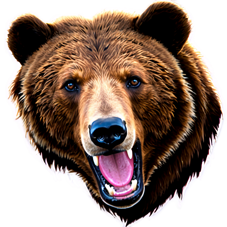 Bear Face Illustration Png Lnj72