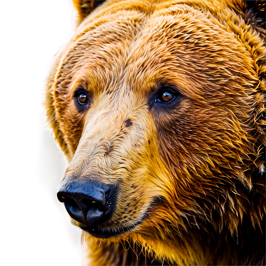 Bear Head In Nature Png 29