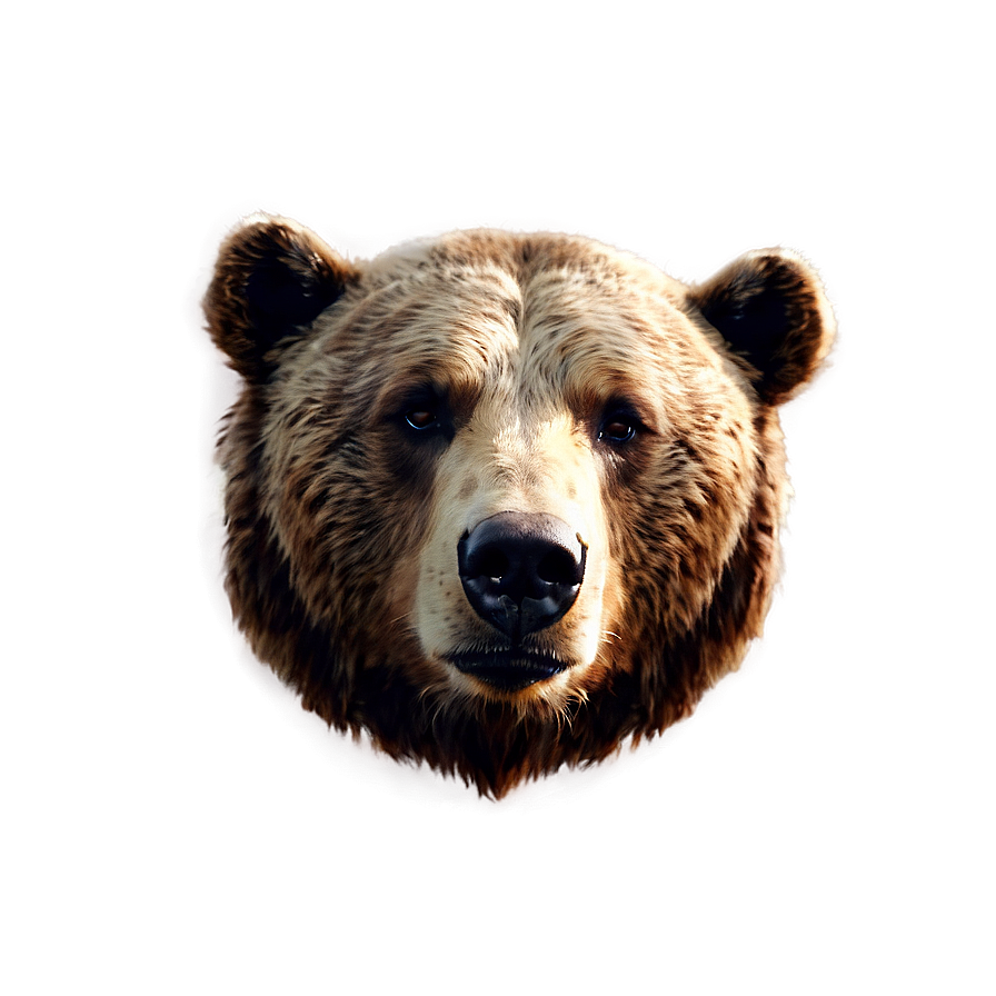 Bear Head Portrait Png Nsn