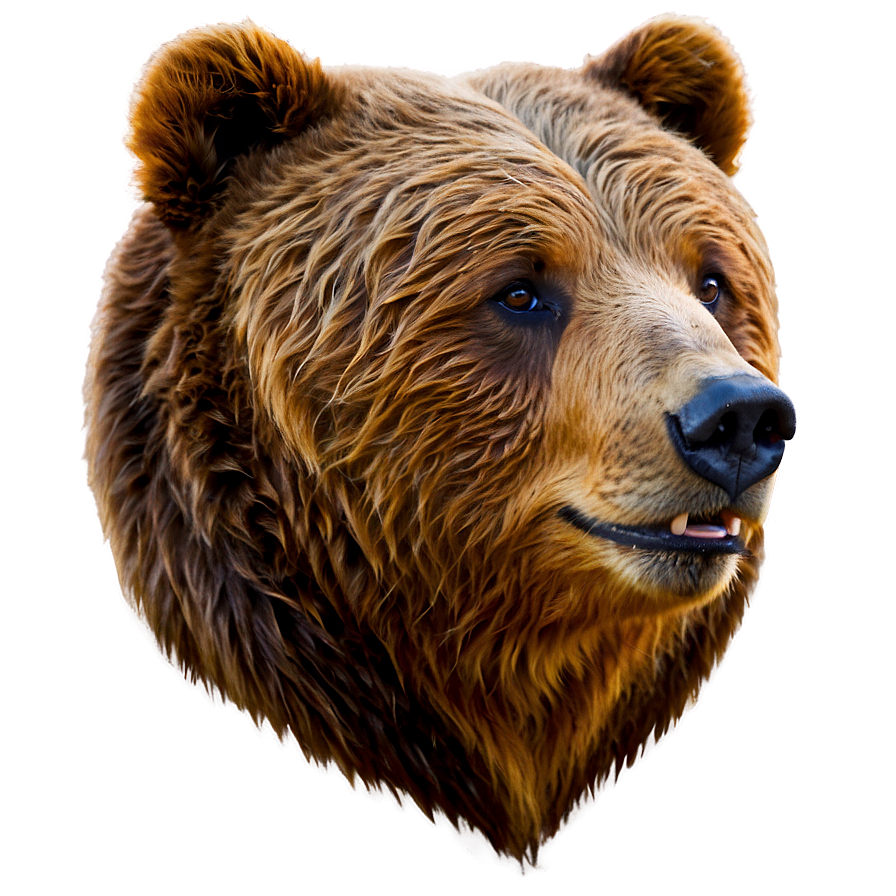 Bear Head Side View Png 34