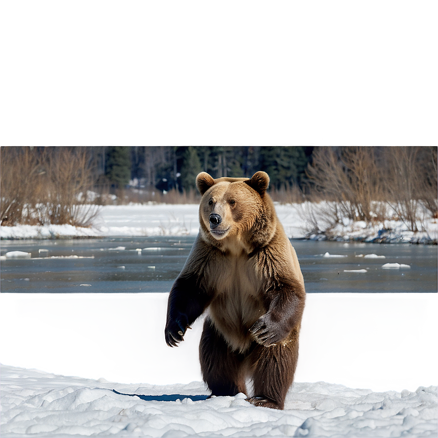 Bear In Snow Png 6