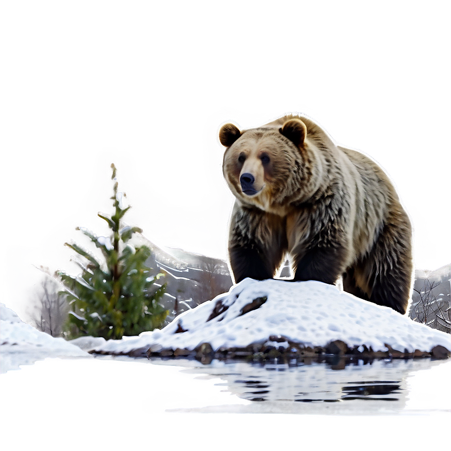 Bear In Snow Png Jwh70