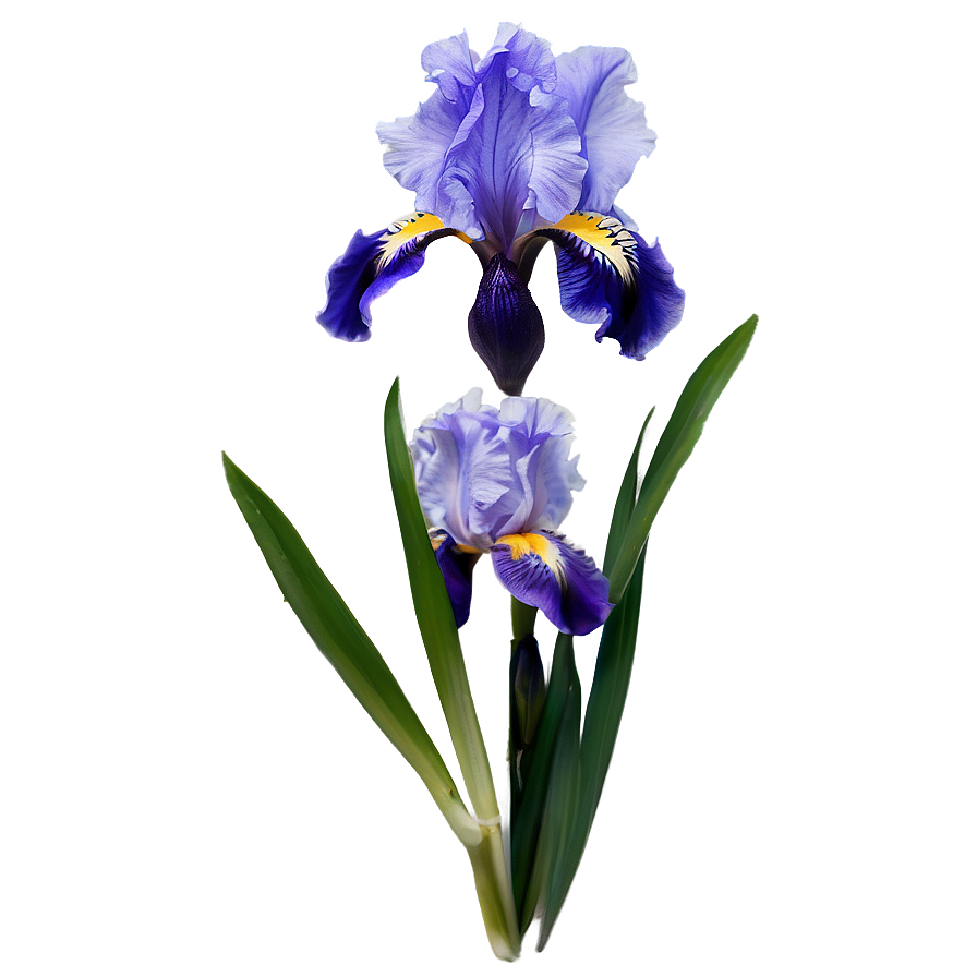 Bearded Iris Beauty Png 32