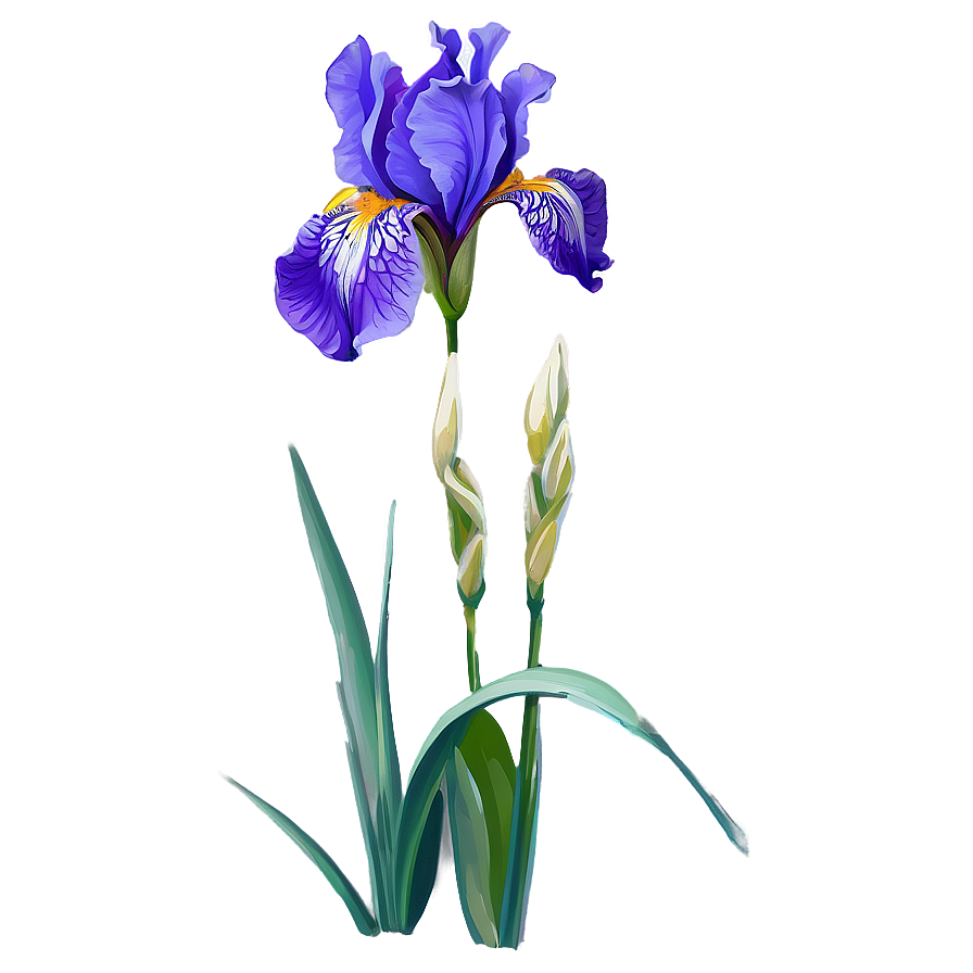 Bearded Iris Beauty Png Vbk19