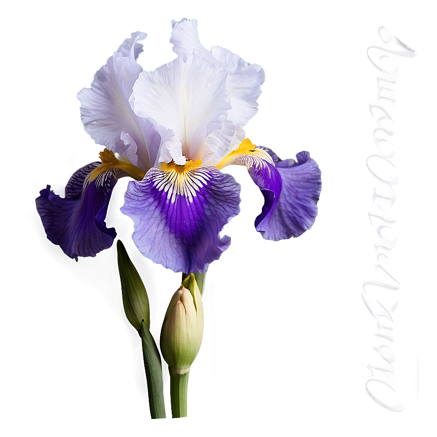 Bearded Iris Beauty Png Wic12