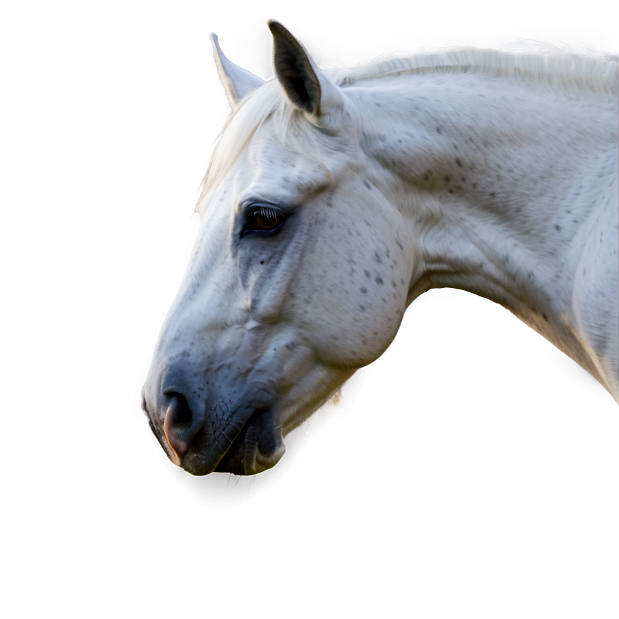 Beautiful White Horse Png 96