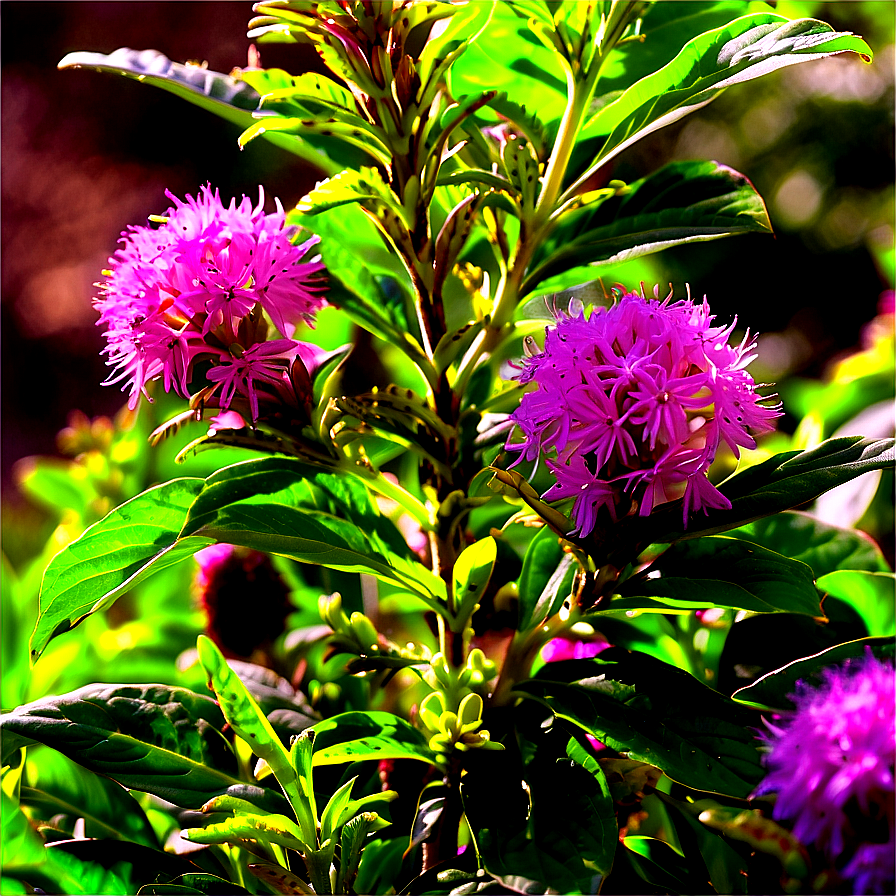 Bee Friendly Shrubs Png 06122024