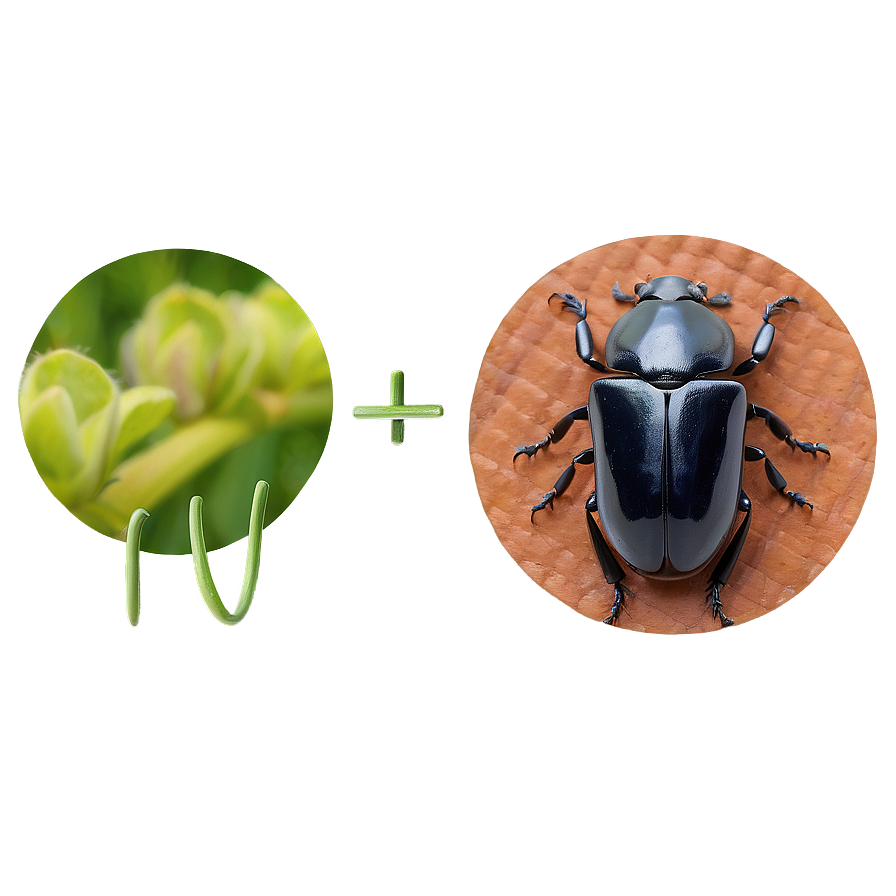 Beetle Eating Habits Info Png 3