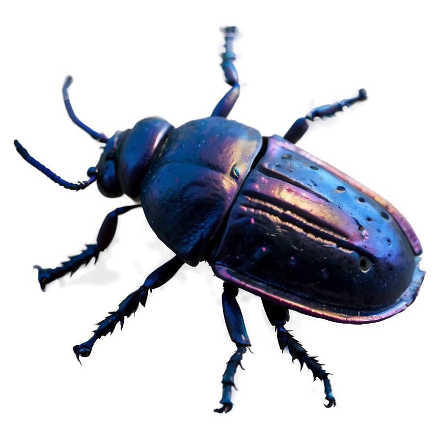 Beetle Insect Png 06242024