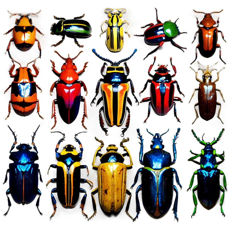 Beetles Of The World Png 06242024