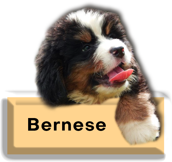 Bernese Mountain Dog Puppy Cute