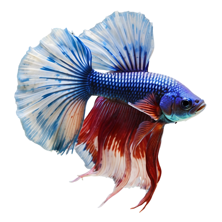 Betta Fish Png Dxu