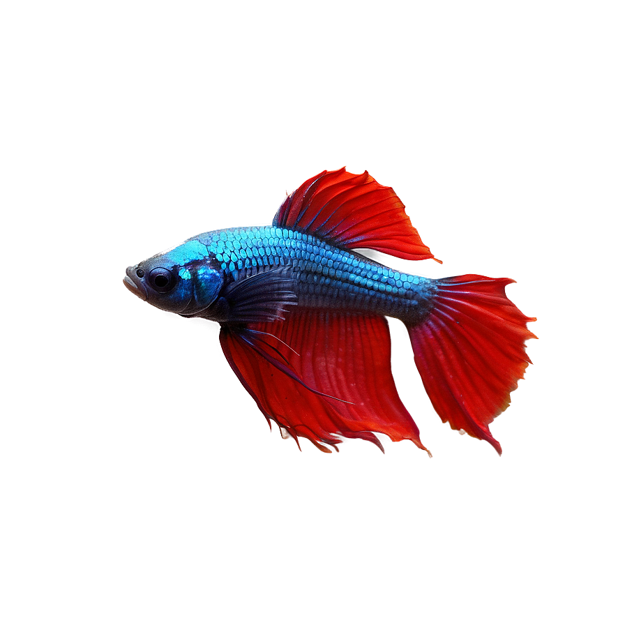 Betta Fish Png Rkh89