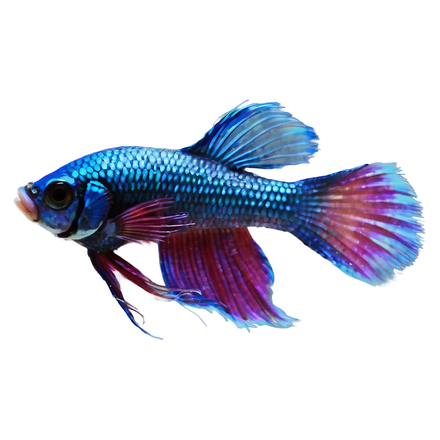 Betta Fish Transparent Background Png 59