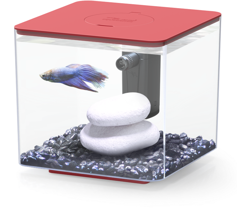 Betta Fishin Modern Aquarium