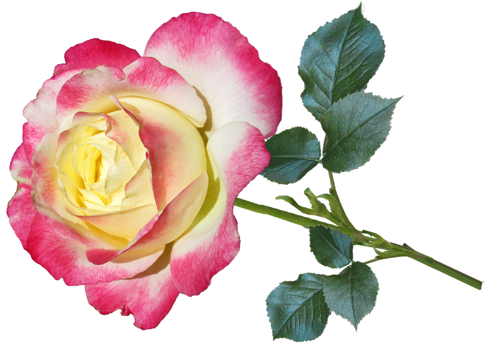 Bi Color Rose Isolated Background