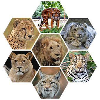 Big Cats Collage