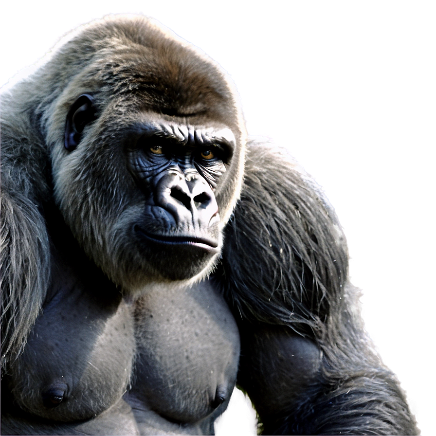 Big Strong Gorilla Png Svw