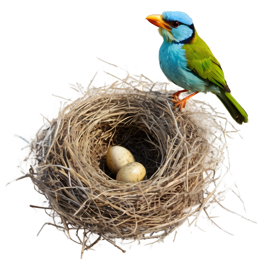 Bird Nest Building Png 06212024