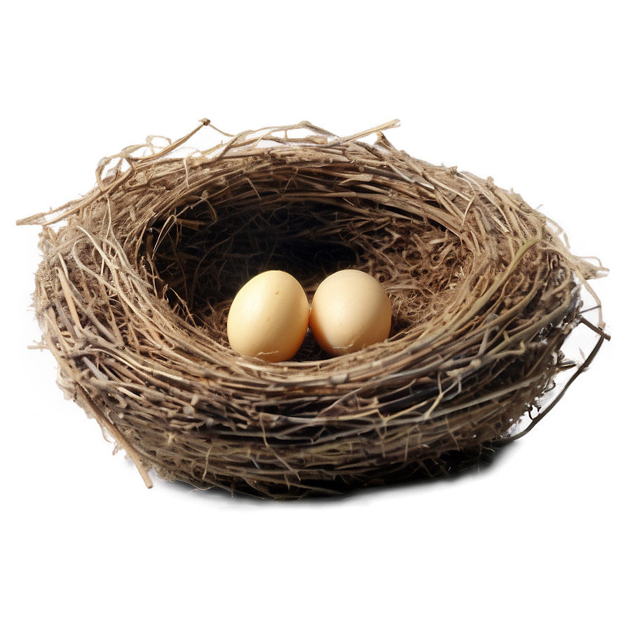 Bird Nest In Barn Png 06212024