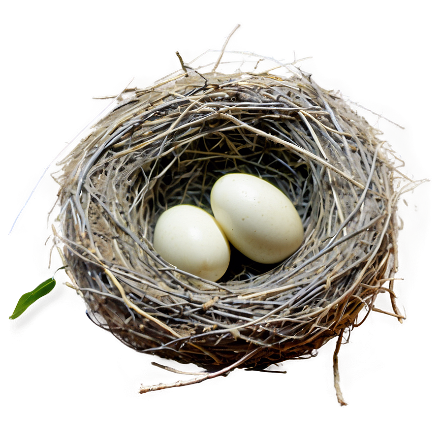 Bird Nest In Garden Png 46