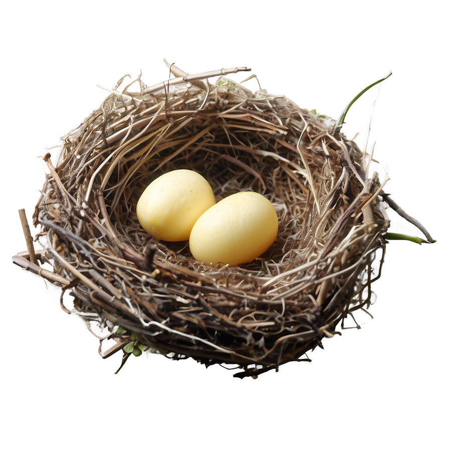 Bird Nest With Chicks Png Jhq