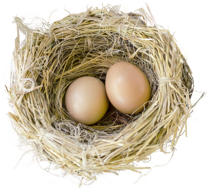 Bird Nest With Two Eggs