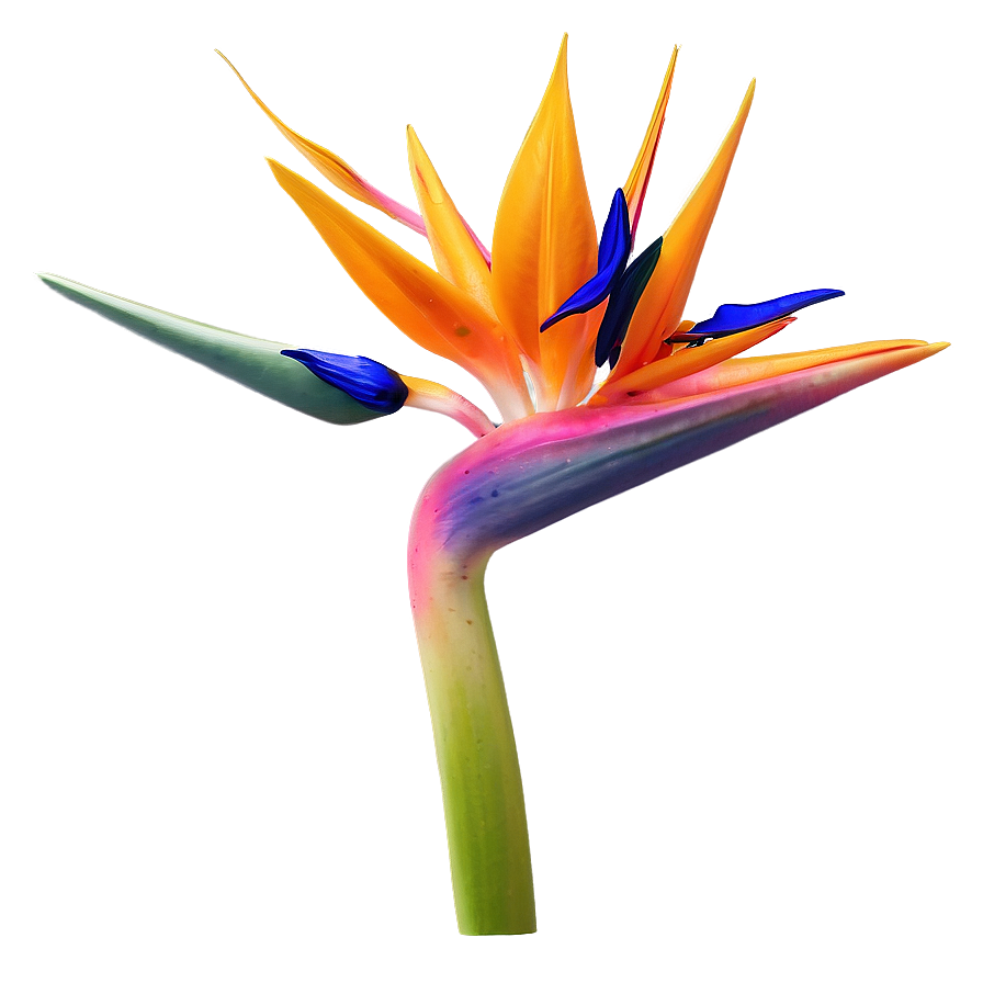 Bird Of Paradise 3d Render Png 39