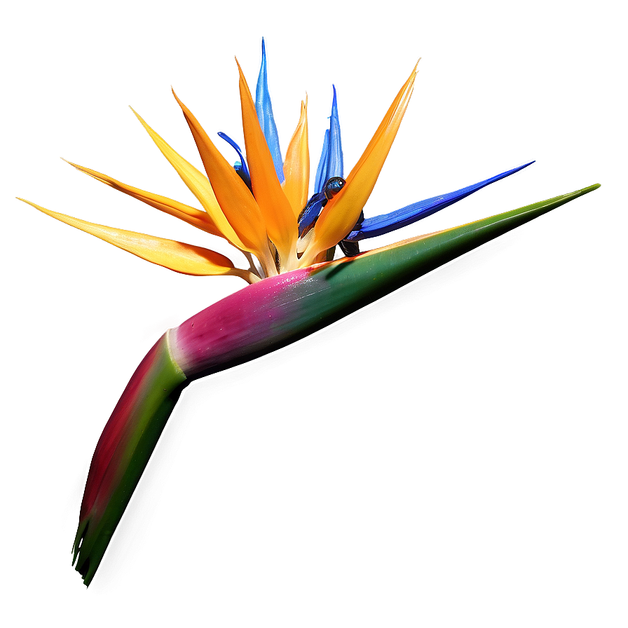 Bird Of Paradise 3d Render Png 66