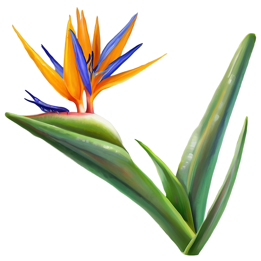 Bird Of Paradise Garden Png 06212024