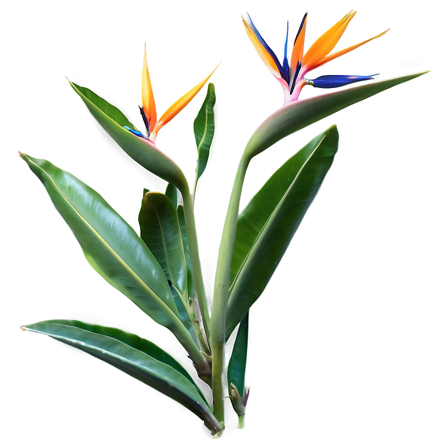 Bird Of Paradise Garden Png 11