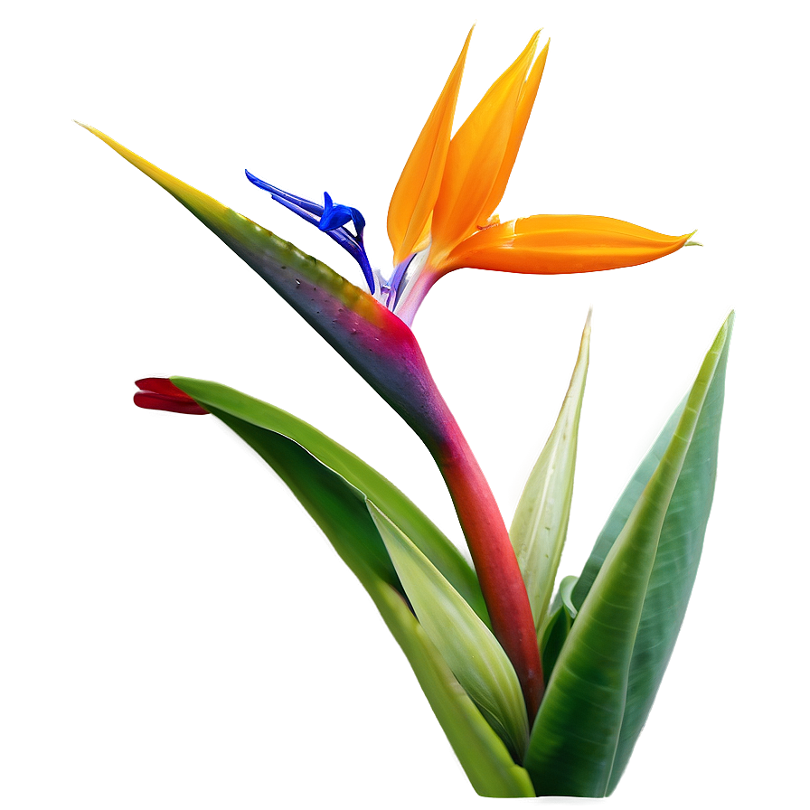 Bird Of Paradise In Bloom Png 71